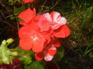 Red & White Geranium (2015, Aug.18)