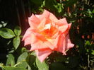 Rose Monica (2015, August 03)