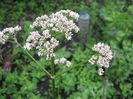 valeriana
