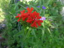Lychnis chalcedonica