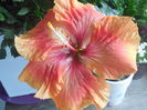 DSCN0713