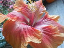 DSCN0716