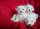 Bichon Maltese