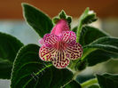 Kohleria Luci s  1