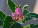 Kohleria Luci s  1