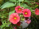 Calibrachoa Red (2015, August 17)