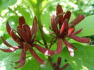 Calycanthus