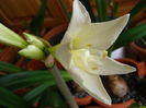 Amaryllis Jewel (parfumat)