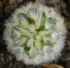 Mammillaria carmenae