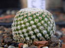 Mammillaria crucigera ssp. tlalocii