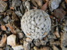 Mammillaria sanchez-mejoradae