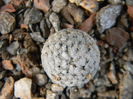 Mammillaria sanchez-mejoradae