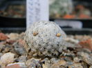 Mammillaria sanchez-mejoradae