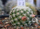 Mammillaria solisioides