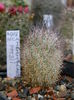 Mammillaria potsii (leona)