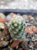 Pediocactus knowltonii