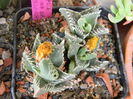 Faucaria felina ssp. tuberculosa