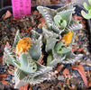 Faucaria felina ssp. tuberculosa