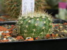 Notocactus concinnus