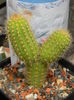 Cleistocactus winteri