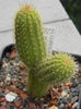 Cleistocactus winteri