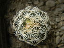 Coryphantha echinus