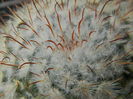 Mammillaria bombycina