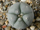 Lophophora williamsii 1