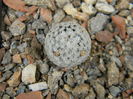 Mammillaria sanchez-mejoradae