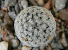 Mammillaria sanchez-mejoradae