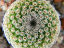 Mammillaria crucigera ssp. tlalocii