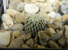 Turbinicarpus pseudopectinatus