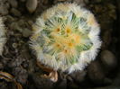 Mammillaria carmenae