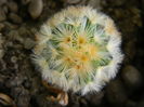 Mammillaria carmenae