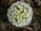 Mammillaria carmenae