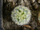 Mammillaria carmenae