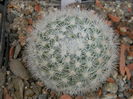 Mammillaria candida