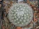 Mammillaria candida