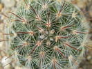 Mammillaria longiflora ssp. stampferi