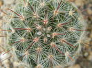 Mammillaria longiflora ssp. stampferi