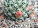 Mammillaria solisioides