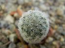 T. subterraneus ssp. zaragosae