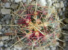 Thelocactus bicolor