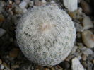 Epithelantha micromeris