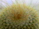 Eriocactus leninghausii