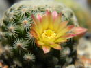 Mammillaria solisioides
