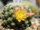 Mammillaria solisioides