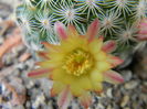 Mammillaria solisioides