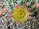 Mammillaria solisioides