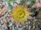 Mammillaria solisioides